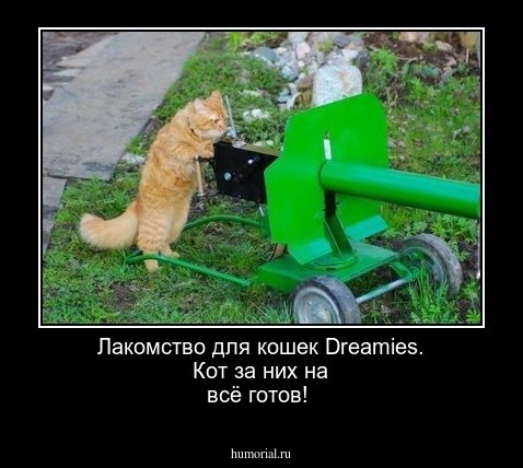 Лакомство  для  кошек Dreamies.  Кот за них на всё готов!