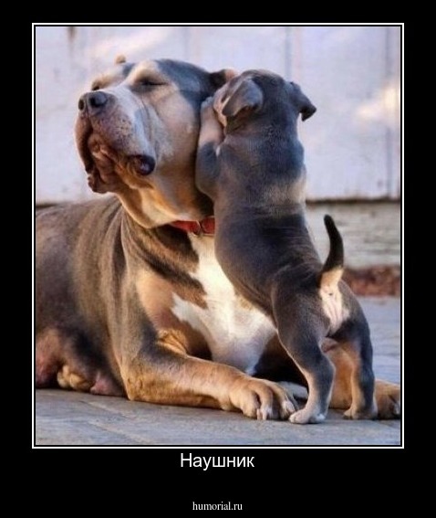 Наушник
