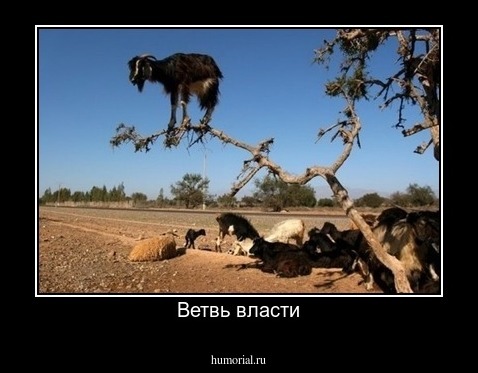 Ветвь власти