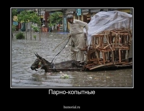 Парно-копытные