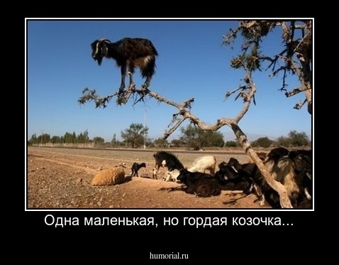 Одна маленькая, но гордая козочка...