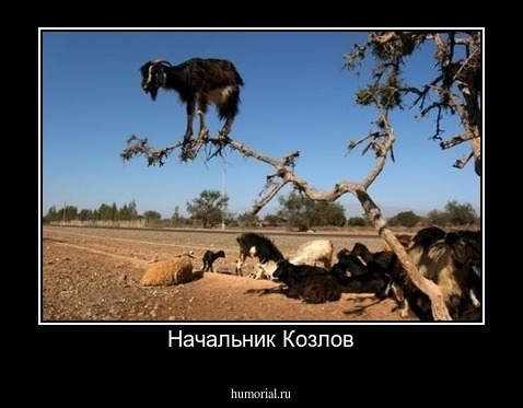 Начальник Козлов