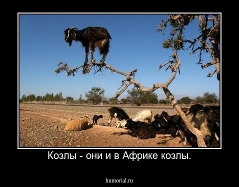 Козлы - они и в Африке козлы.
