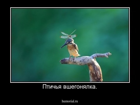 Птичья вшегонялка.