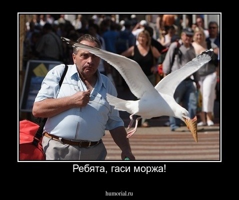 Ребята, гаси моржа!