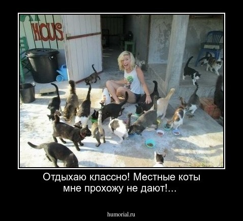 Отдыхаю классно! Местные коты мне прохожу не дают!...