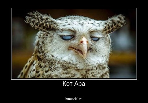 Кот Ара