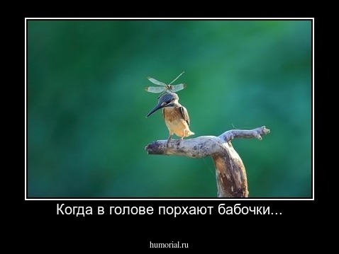 Когда в голове порхают бабочки...