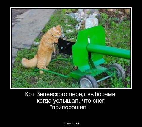 Кот Зеленского перед выборами, когда услышал, что снег "припорошил".