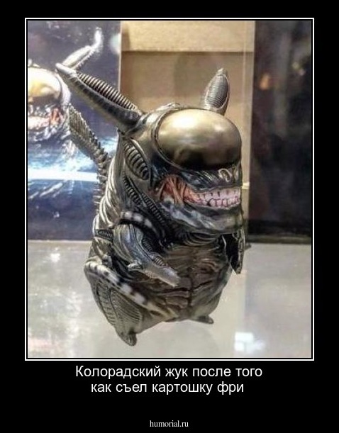 Колорадский жук после того как съел картошку фри