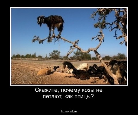 Скажите, почему козы не летают, как птицы?