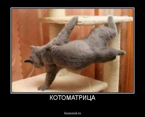 КОТОМАТРИЦА