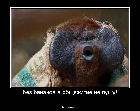 без бананов в общежитие не пущу!