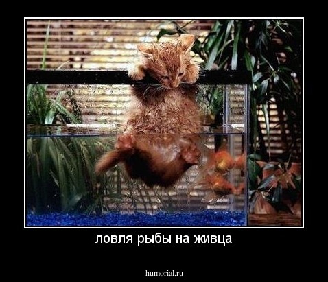 ловля рыбы на живца
