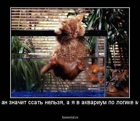 На диван значит ссать нельзя, а я в аквариум по логике можно!..