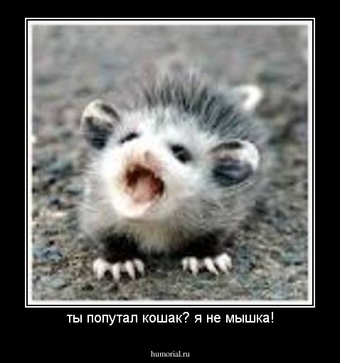 ты попутал кошак? я не мышка!