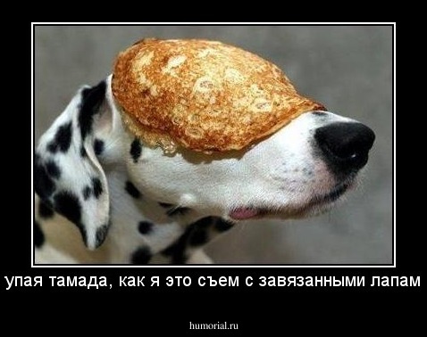 тупая тамада, как я это съем с завязанными лапами