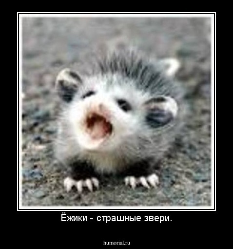 Ёжики - страшные звери.
