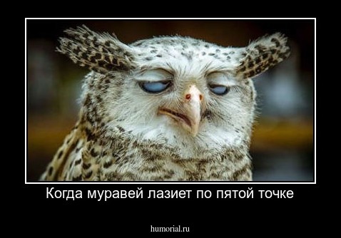 Когда муравей лазиет по пятой точке