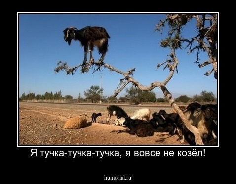 Я тучка-тучка-тучка, я вовсе не козёл!