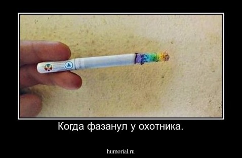 Когда фазанул у охотника.