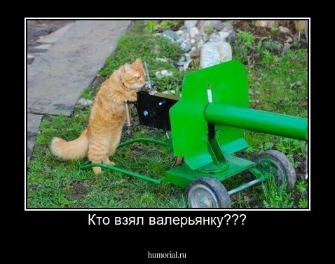Кто взял валерьянку???