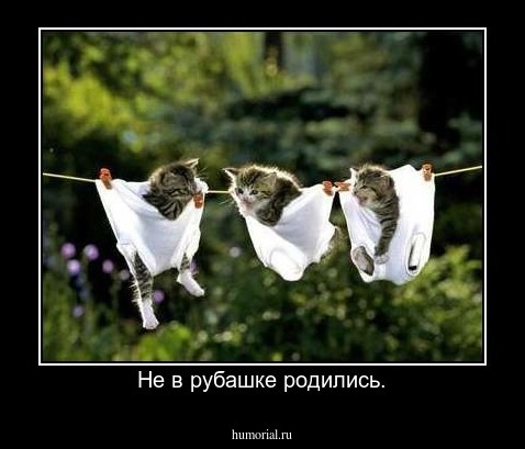 Не в рубашке родились.
