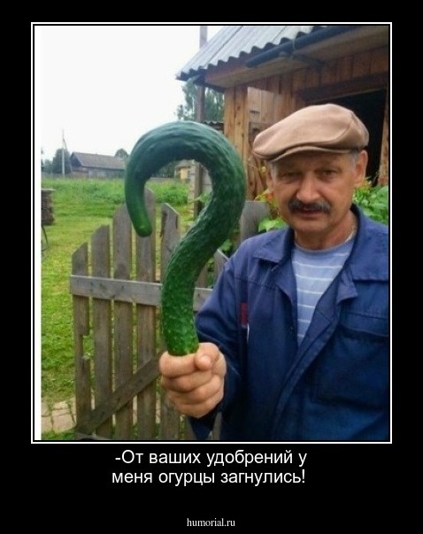 -От ваших удобрений у меня огурцы загнулись!