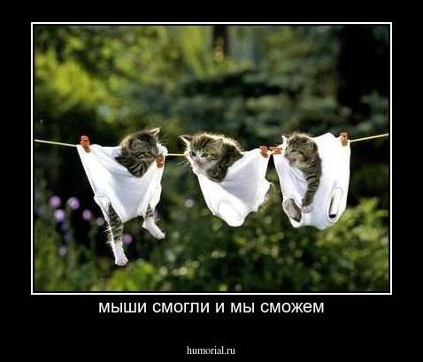 мыши смогли и мы сможем
