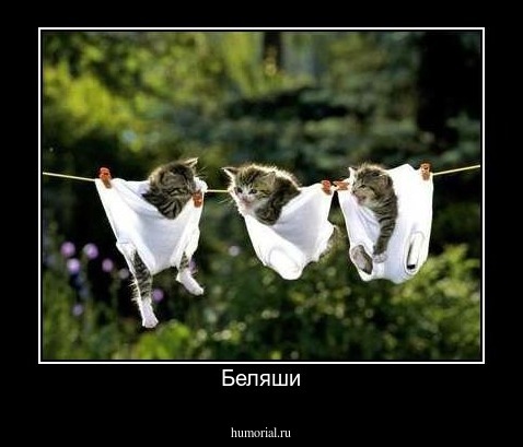 Беляши