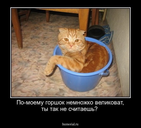   По-моему горшок немножко великоват, ты так не считаешь?