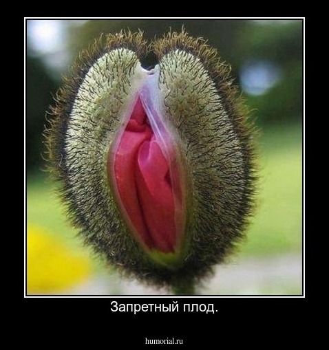Запретный плод.