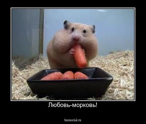 Любовь-морковь!
