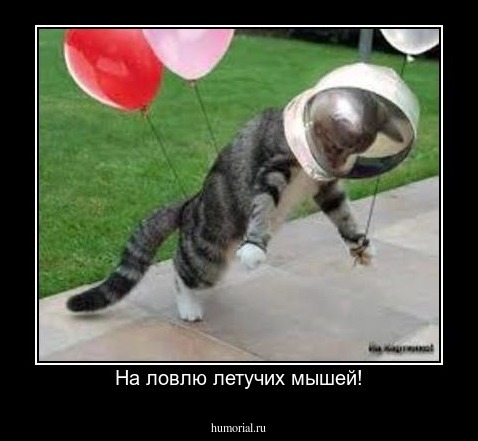 На ловлю летучих мышей!