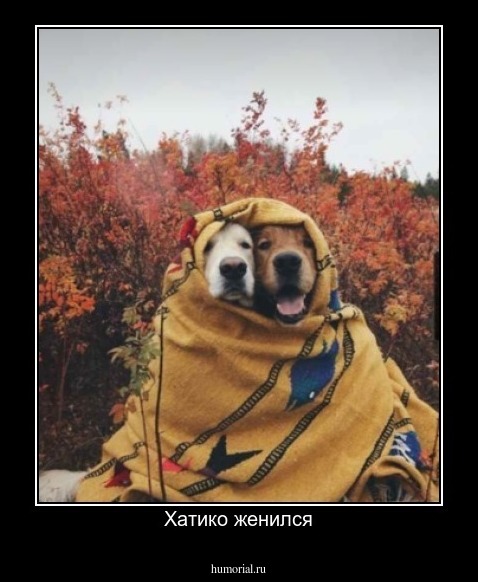 Хатико женился