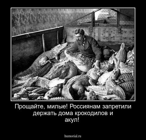 Прощайте, милые! Россиянам запретили  держать дома крокодилов и акул!
