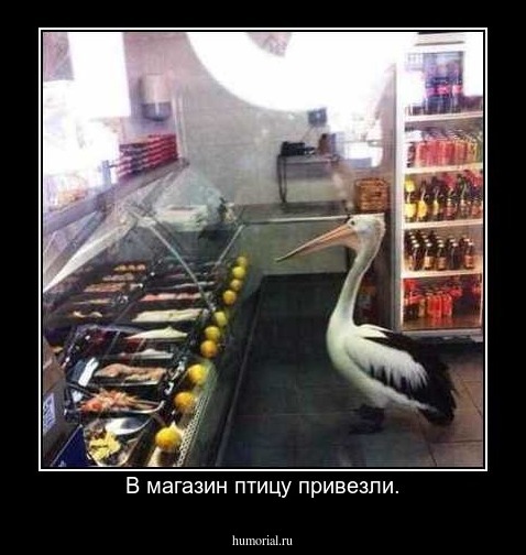 В магазин птицу привезли.