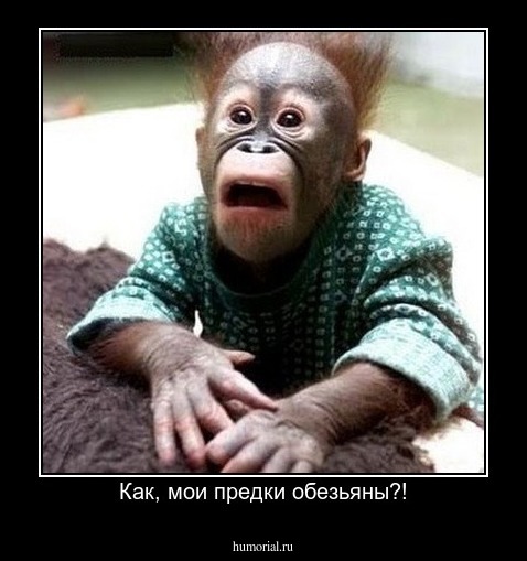 Как, мои предки обезьяны?!
