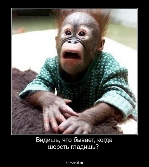 Видишь, что бывает, когда шерсть гладишь?