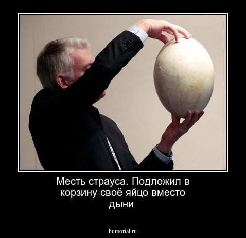 Месть страуса. Подложил  в корзину своё яйцо  вместо  дыни