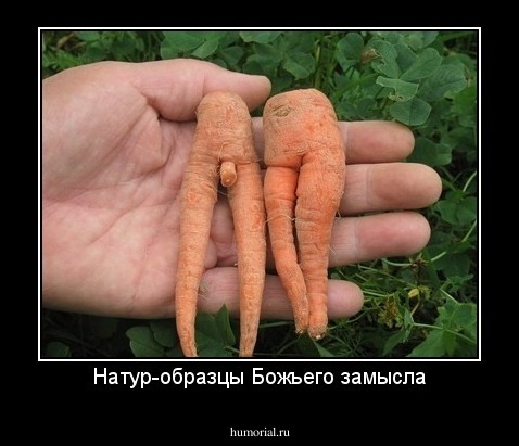 Натур-образцы Божьего замысла