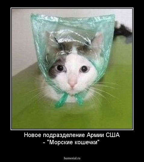 Новое подразделение Армии США - "Морские кошечки"