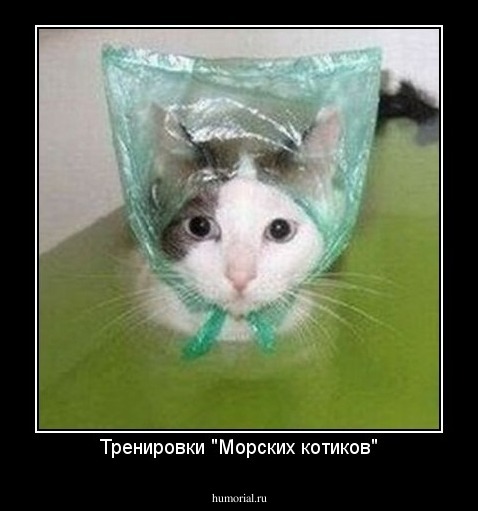 Тренировки "Морских котиков"