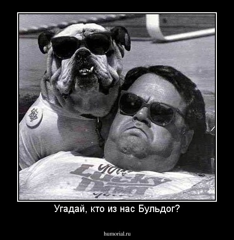 Угадай, кто из нас Бульдог?
