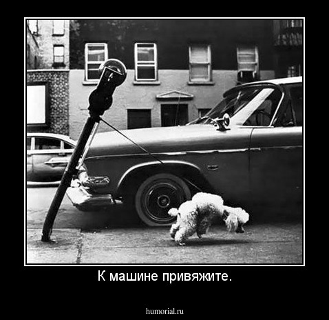 К машине привяжите.