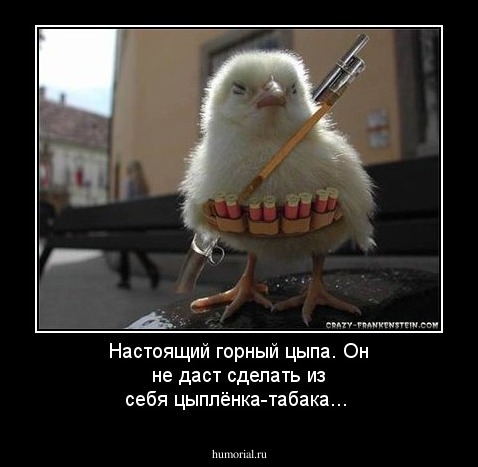 Настоящий горный цыпа. Он не даст сделать из себя цыплёнка-табака...