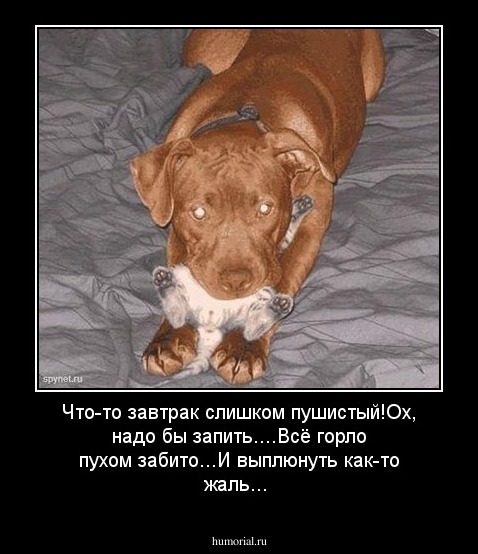 Что-то завтрак слишком пушистый!Ох, надо бы запить....Всё горло пухом забито...И выплюнуть как-то жаль...
