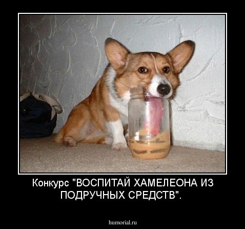 Конкурс "ВОСПИТАЙ ХАМЕЛЕОНА ИЗ ПОДРУЧНЫХ СРЕДСТВ".