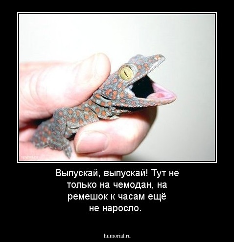 Выпускай, выпускай! Тут не только на чемодан, на ремешок к часам ещё не наросло.