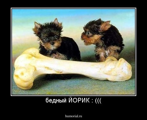 бедный ЙОРИК : (((